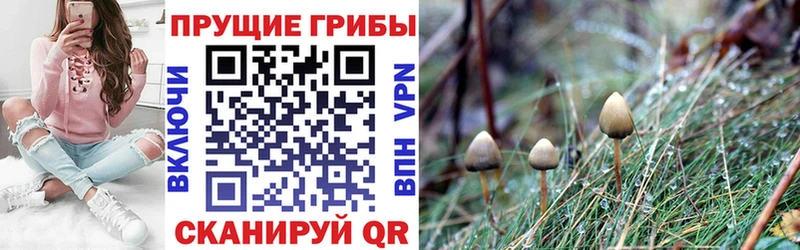 Купить закладки  Дятьково  Псилоцибиновые грибы прущие грибы 